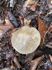 Leccinum holopus