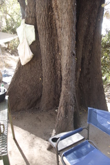 Diospyros mespiliformis