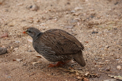 Pternistis natalensis
