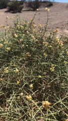 Scutellaria mexicana