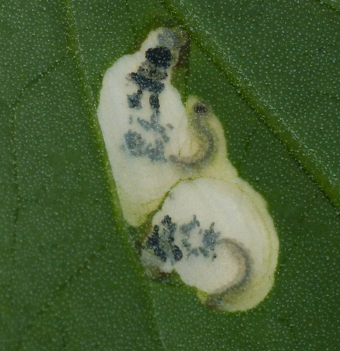 Orache Leafminer Moth
