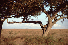 Panthera pardus pardus