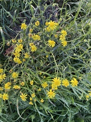 Senecio inaequidens
