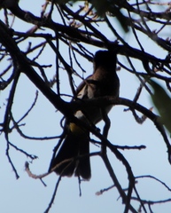 Pycnonotus barbatus tricolor