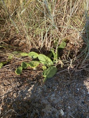Opuntia humifusa