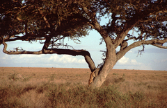 Panthera pardus pardus