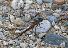 Sympetrum internum