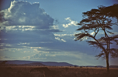 Giraffa camelopardalis tippelskirchi