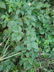 Rubus polonicus