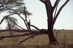 Panthera pardus pardus