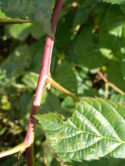 Rubus polonicus