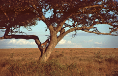 Panthera pardus pardus