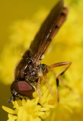 Platycheirus quadratus