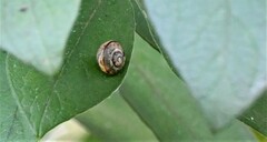 Neohelix albolabris