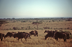 Connochaetes taurinus mearnsi