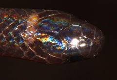 Tantilla schistosa