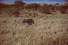 Phacochoerus africanus massaicus