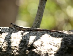 Concinnia tenuis