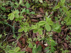 Amelanchier alnifolia