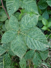 Rubus polonicus