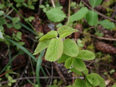 Amelanchier alnifolia