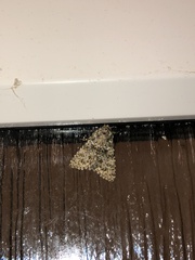 Polymixis flavicincta