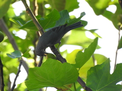 Thraupis sayaca