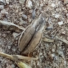 Naupactus peregrinus