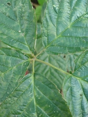 Rubus polonicus