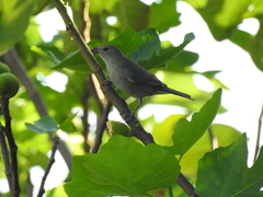 Thraupis sayaca