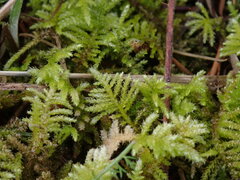 Kindbergia oregana