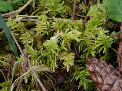 Kindbergia oregana