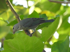 Thraupis sayaca