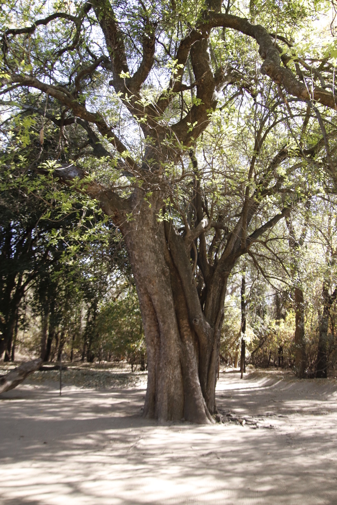 Kigelia africana, Drotskys Cabins, campsite, Shakawe, Botswana