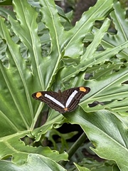 Adelpha iphicleola