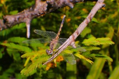 Erythrodiplax minuscula