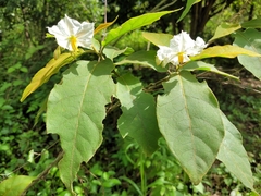 Solanum variabile