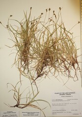 Carex concinna
