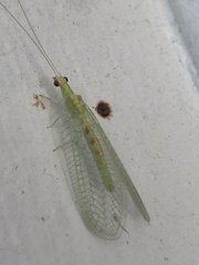 Chrysopa quadripunctata