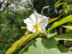 Solanum variabile