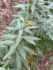 Solidago lepida