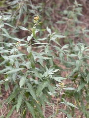 Solidago lepida