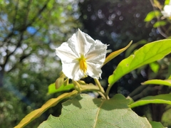 Solanum variabile