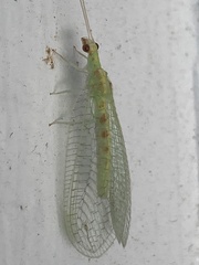 Chrysopa quadripunctata