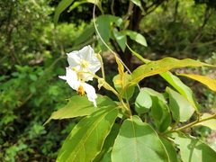 Solanum variabile