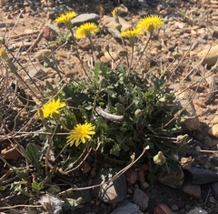 Reichardia picroides