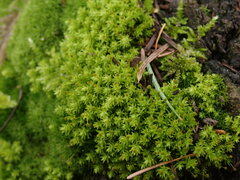 Aulacomnium androgynum