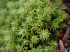 Aulacomnium androgynum