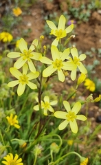 Moraea miniata