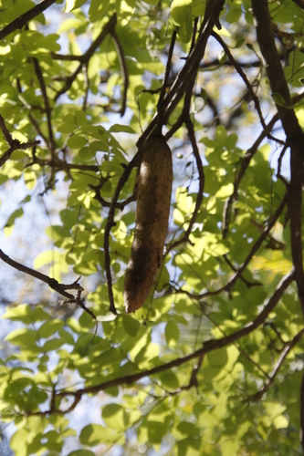Kigelia africana